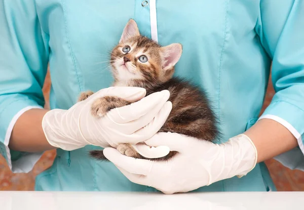 Söt kattunge — Stockfoto