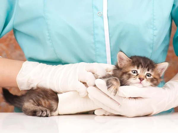 Lindo gatito — Foto de Stock