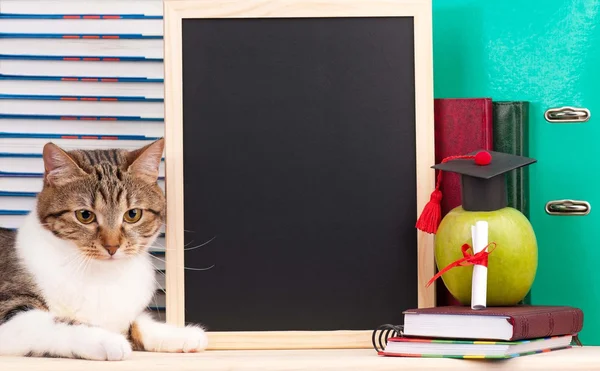 Vědecký kočka — Stock fotografie