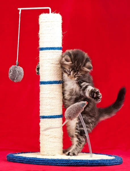 Scratching Post — Stockfoto