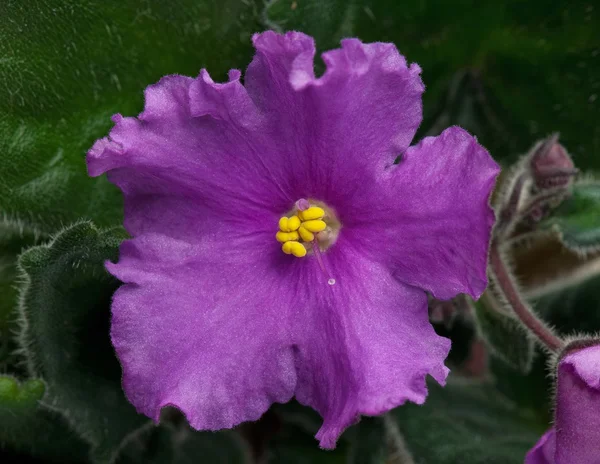 Violet flower — Stock Photo, Image