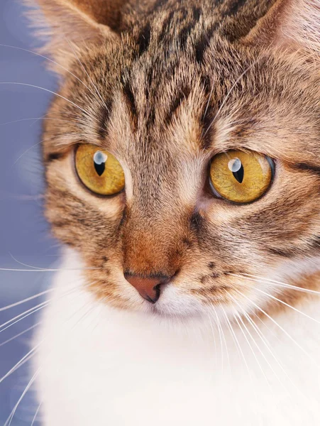 Volwassen tabby — Stockfoto