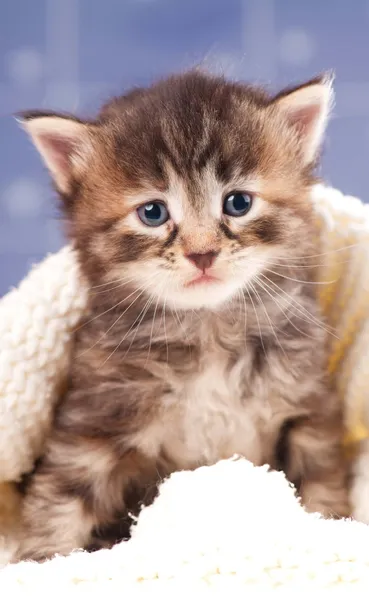 Gatinho bonito — Fotografia de Stock