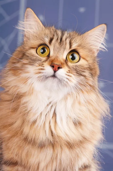 Siberian cat — Stock Photo, Image