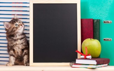 şirin kedi yavrusu