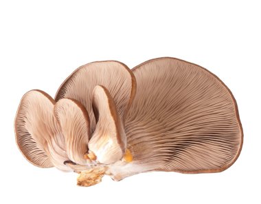 İstiridye mantarı.