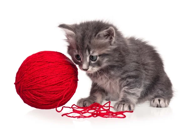 Cute kitten — Stock Photo, Image