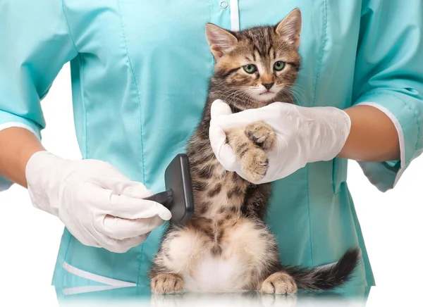 Pequeno gatinho — Fotografia de Stock