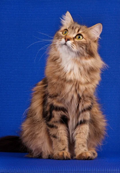 Gato siberiano —  Fotos de Stock