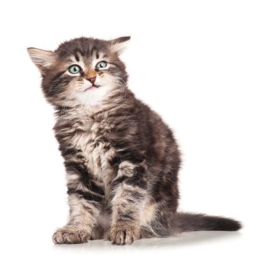 küçük yavru kedi