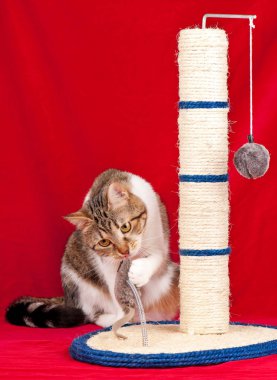 Yetişkin kedi