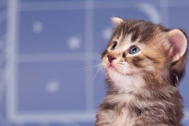 Siberian kedi