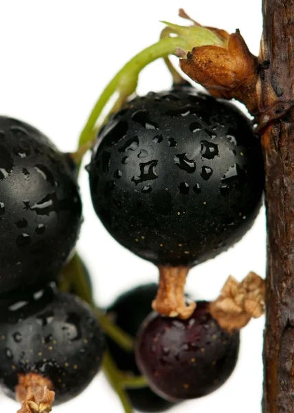 Svarta vinbär — Stockfoto