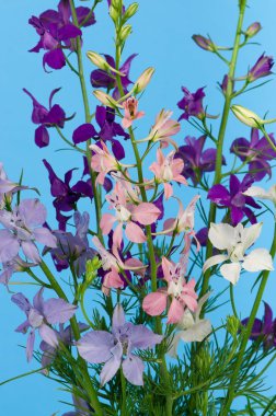 vahşi delphinium