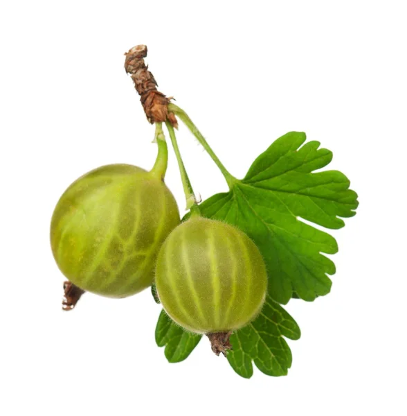 Ripe gooseberries — Stock Photo, Image