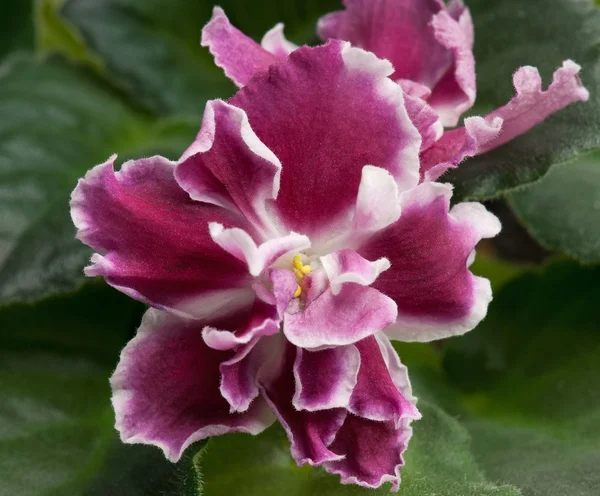 제비꽃 — 스톡 사진