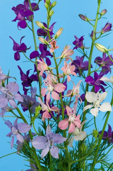 Vilda delphinium — Stockfoto