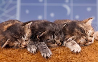 newborn yavru kedi