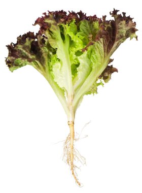 letuce kökleri ile