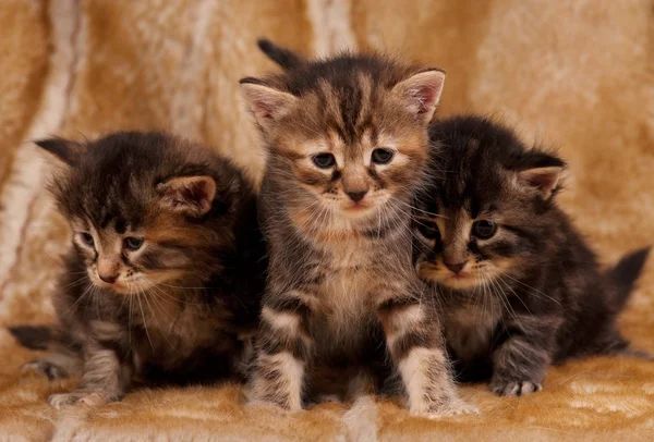 Cautious kittens — Stock Photo, Image
