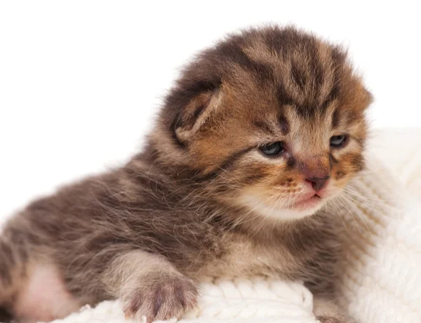 Neonate kitten — Stockfoto