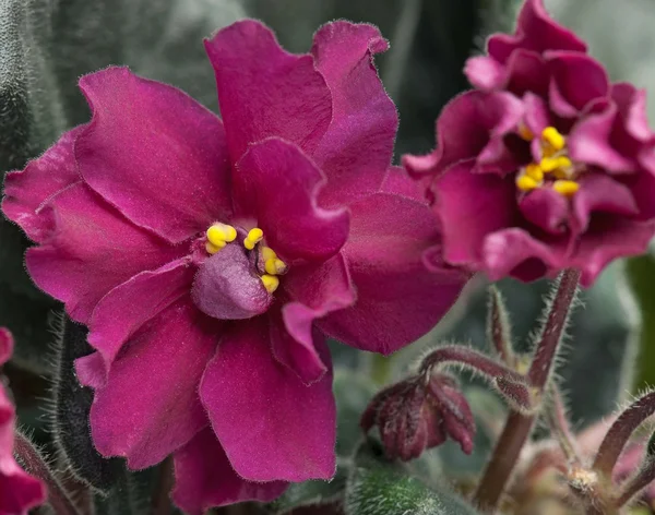 Violette bloem — Stockfoto