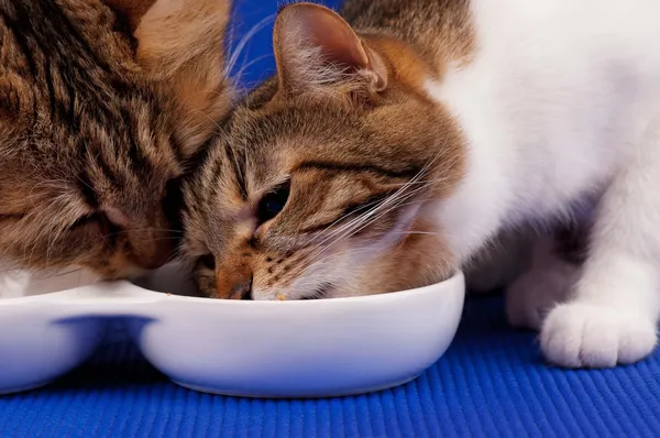 Ausgewachsene Katzen — Stockfoto