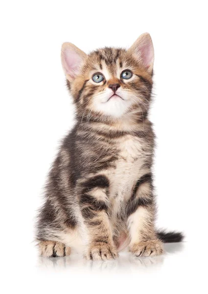 Little tabby — Stock Photo, Image