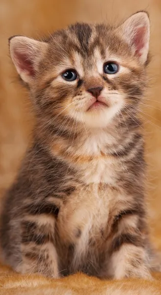 Triest kitten — Stockfoto