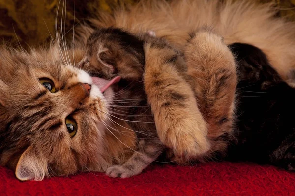 Siberische kat — Stockfoto