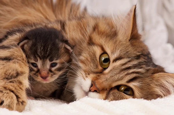 Siberische kat — Stockfoto