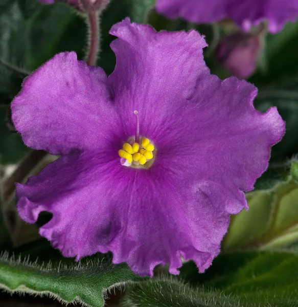 Violette bloem — Stockfoto