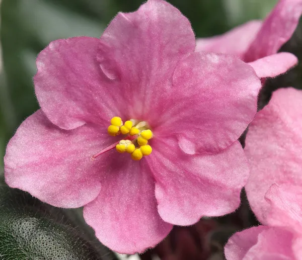 Violette bloem — Stockfoto