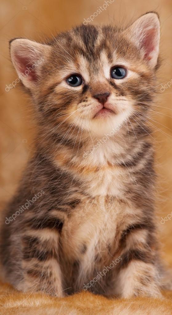 Kitten pictures sad Crying Cat
