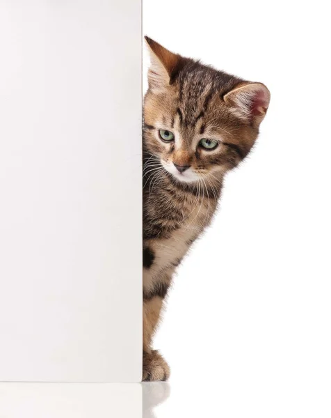 Cute kitten — Stock Photo, Image