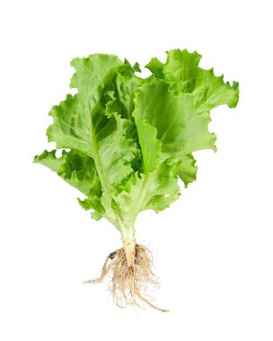 yeşil salata