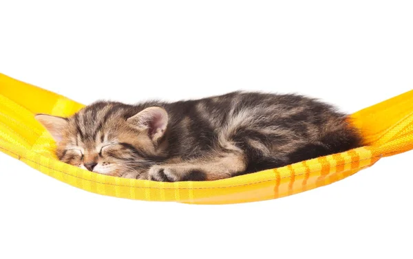 Sover kattunge — Stockfoto