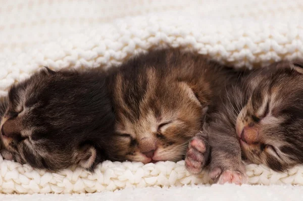 Nyfödda kattungar — Stockfoto