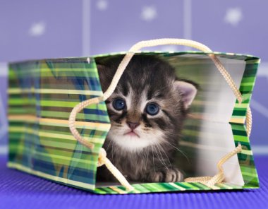şirin kedi yavrusu