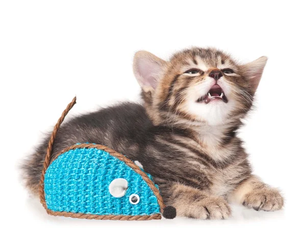 Crying kitten — Stock Photo, Image