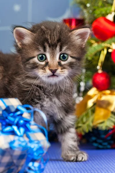 Leuk Katje — Stockfoto