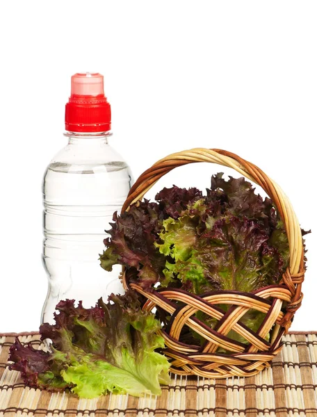 Lollo Rosso lettuce — Stock Photo, Image