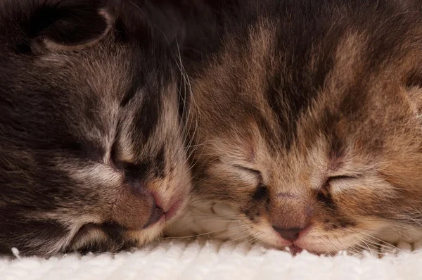 Newborn kittens — Stock Photo, Image