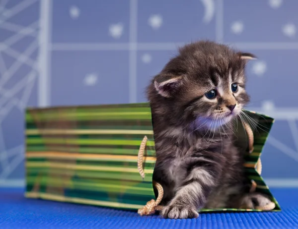 Cute kitten — Stock Photo, Image