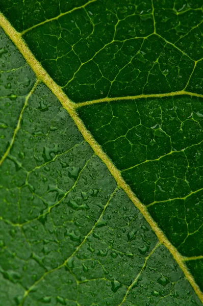 Foglia verde — Foto Stock