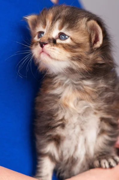 Pequeño gatito — Foto de Stock