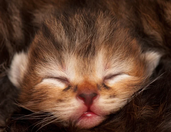 Gatito recién nacido —  Fotos de Stock