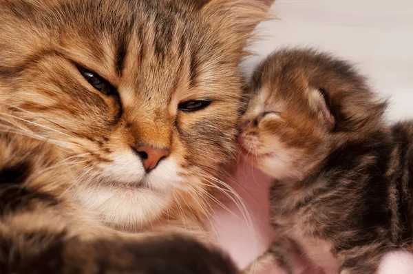 Sibirische Katze — Stockfoto