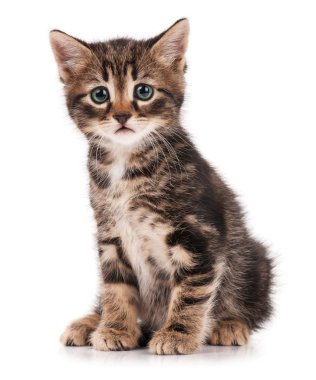 şirin kedi yavrusu