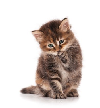 şirin kedi yavrusu